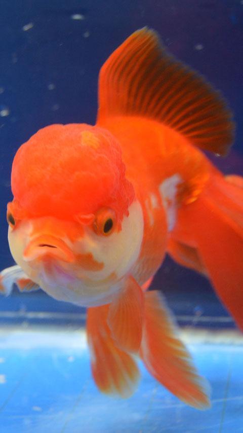 moving goldfish wallpaper APK for Android Download moving goldfish wallpaper APK for Android Download