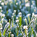 moving grass wallpaper APK