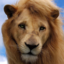 moving lion wallpapers APK