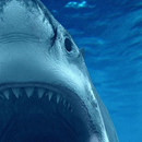 Requin en mouvement lwp APK