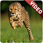 Cheetah Video Live Wallpaper icône