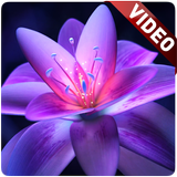 آیکون‌ Flower Video Wallpaper
