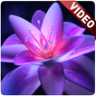 Flower Video Wallpaper