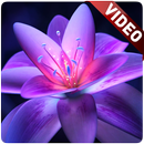 Flower Video Wallpaper-APK