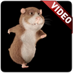 Hamster Video Live Wallpaper Zeichen