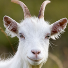 goat rampage simulator - wild life আইকন