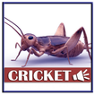 Sound Of Crickets For Mice