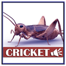 चूहे के लिए क्रिकेट की आवाज APK