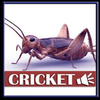Sound Of Crickets For Mice Affiche
