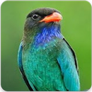 Suara Burung Tengkek Buto : Masteran Tengkek Buto APK