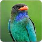 Suara Burung Tengkek Buto : Masteran Tengkek Buto icon