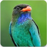 Suara Burung Tengkek Buto : Masteran Tengkek Buto icon