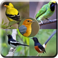 Mp3 TERAPI Burung