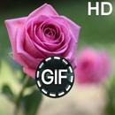 Kwiaty HD Gify 4K aplikacja