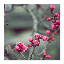 Nice Wallpaper APK