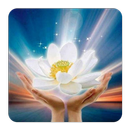 Phật Đàm - Vietnamese Buddhism APK