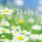 Daisy Theme for Xperia icône