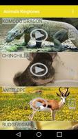 Animals and Ringtones ảnh chụp màn hình 3