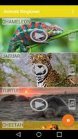 Animals and Ringtones ảnh chụp màn hình 1