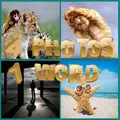 4 photos 1 word