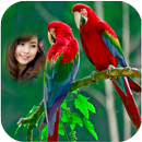 Parrot Photo Frames HD aplikacja