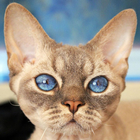 Devon Rex Jigsaw Puzzle icon