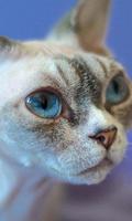 Devon Rex Jogo de Puzzle Cartaz