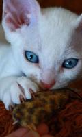 Devon Rex Jogo de Puzzle imagem de tela 1