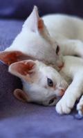 Devon Rex Jigsaw Puzzle screenshot 2