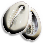 Jogo de Búzios ícone