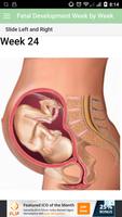 Pregnancy Trimesters (Week by Week) syot layar 3