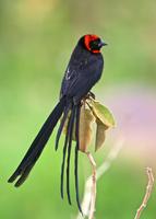 Master Suara Burung Lengkap تصوير الشاشة 1