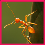 Ant Memory Game