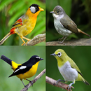 Burung Memory Game APK