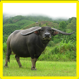 Buffalo Hafıza Oyunu