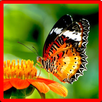 Butterfly Memory Game APK