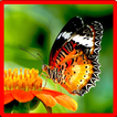 ”Butterfly Memory Game