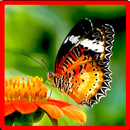 Butterfly Memory Game APK