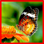 آیکون‌ Butterfly Memory Game