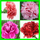 Carnation Memory Game icon