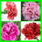 Carnation Memory Game APK