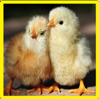 Chick Memory Game-icoon