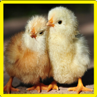 Chick Memory Game آئیکن