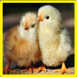 Chick Memory Game biểu tượng