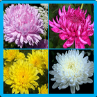 Chrysanthemum Memory Game icon