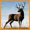 APK Deer Memory Game