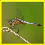Dragonfly Memory Game