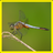 Dragonfly Memory Game APK