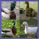 Jeu de mémoire Canard APK