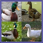 Duck Memory Game icon